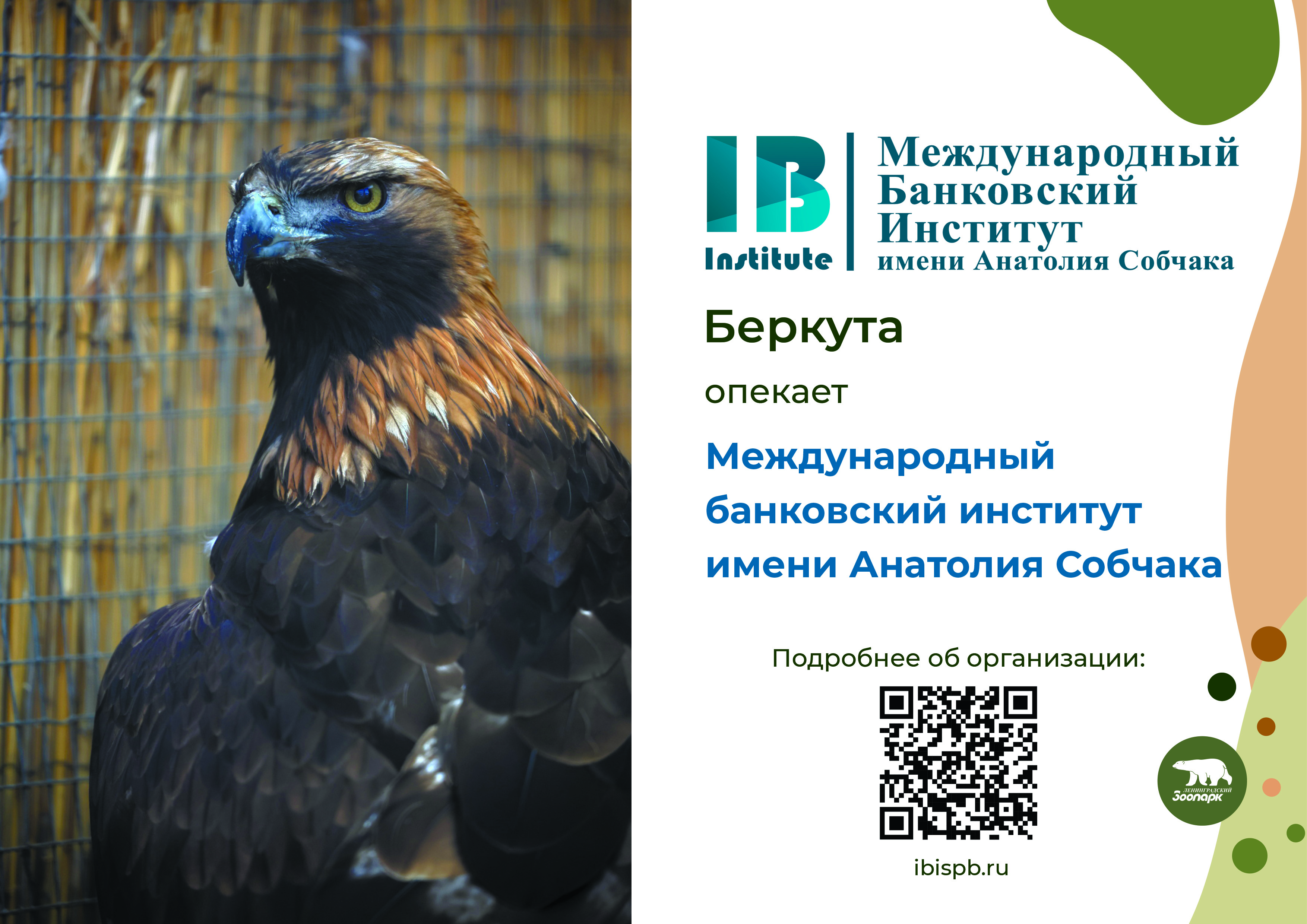 Международный банковский институт стал опекуном беркута — питомца Ленинградского зоопарка!